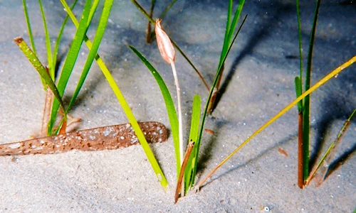 Cận cảnh loài cây có hoa duy nhất dưới đáy đại dương 