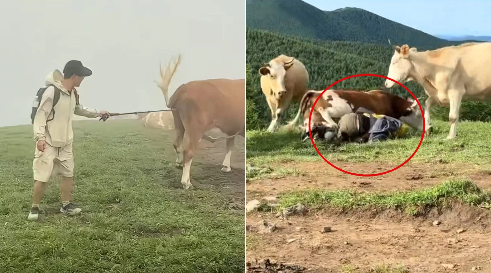 Trêu chọc linh thú, du khách bị đàn bò điên cuồng giẫm đạp