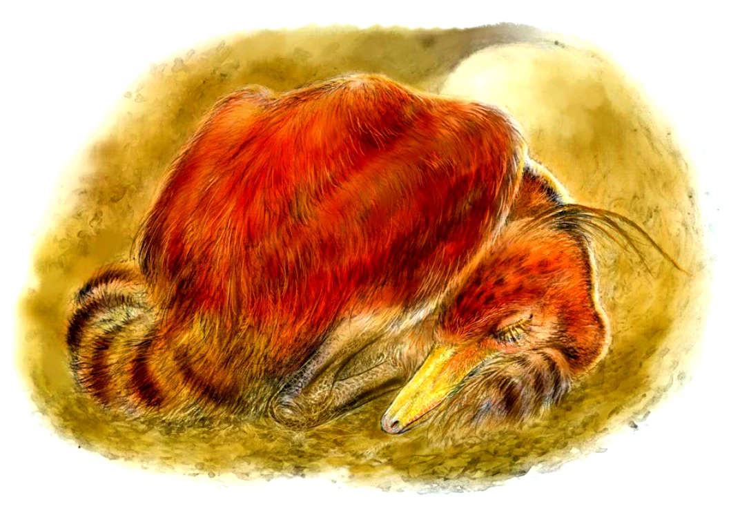 Bí ẩn khủng long 100 triệu tuổi ngủ cuộn tròn y hệt chim