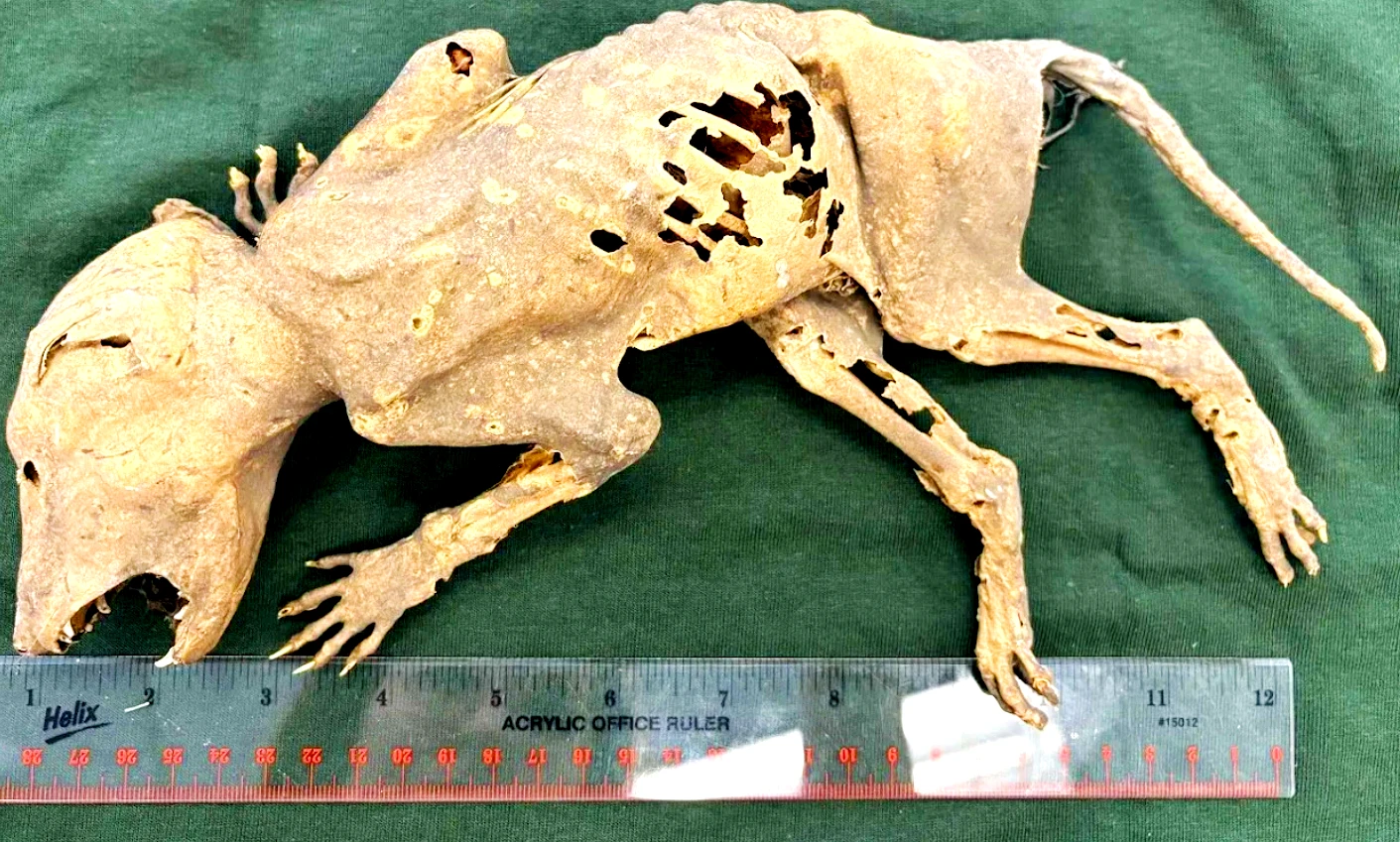 Bí ẩn quái vật 'hút máu' có bàn tay người chưa thể giải mã