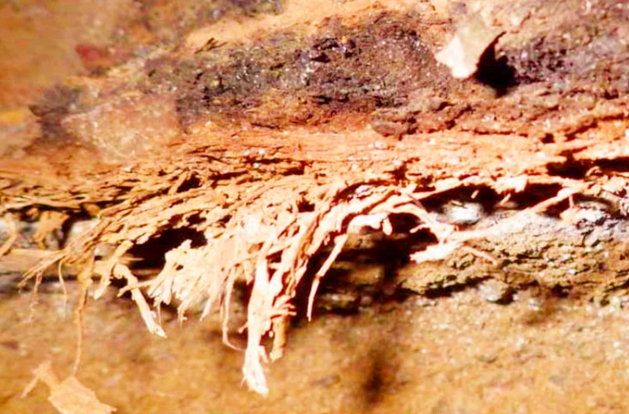 Tấm “nệm cỏ” 200.000 năm hé lộ thói quen người tiền sử