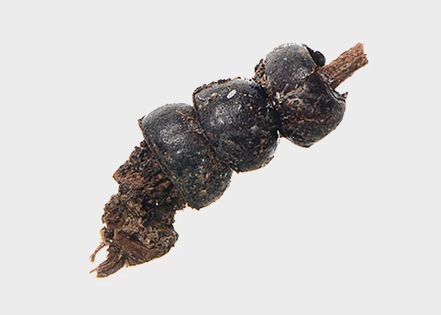 Kinh ngạc chiếc vòng cổ làm từ bọ cánh cứng trong mộ nghìn năm 