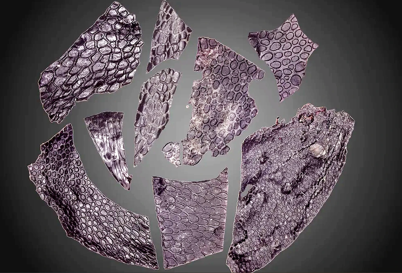 Da hóa thạch cổ đại 289 triệu tuổi tiết lộ bí mật sốc