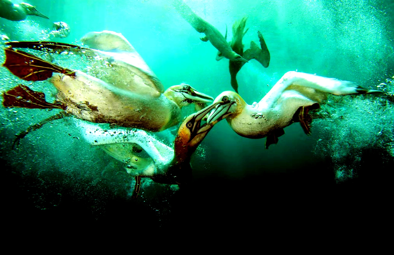 Sự thật gây sốc về loài chim nước đầu tiên trên Trái Đất