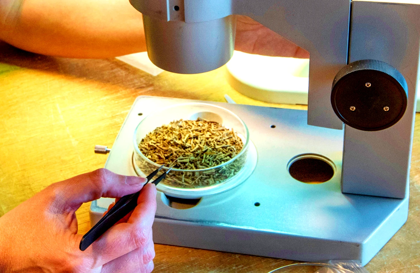 Tìm thấy ngôi mộ ếch tập thể thời Đồ Sắt khiến chuyên gia bối rối