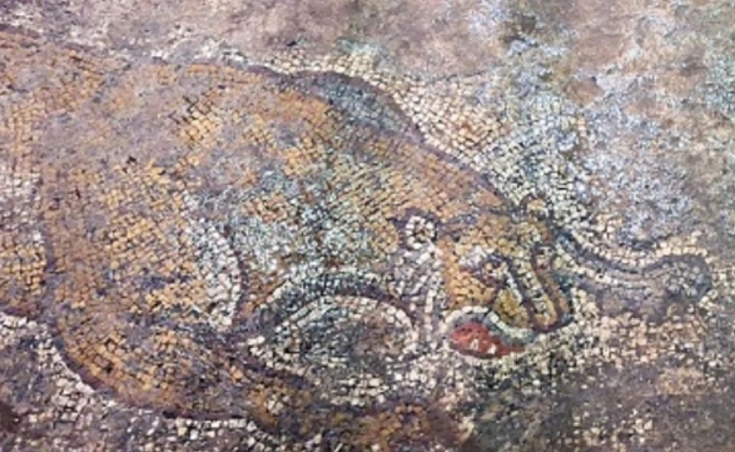 Tranh khảm La Mã cổ ẩn dưới bê tông hàng thế kỷ