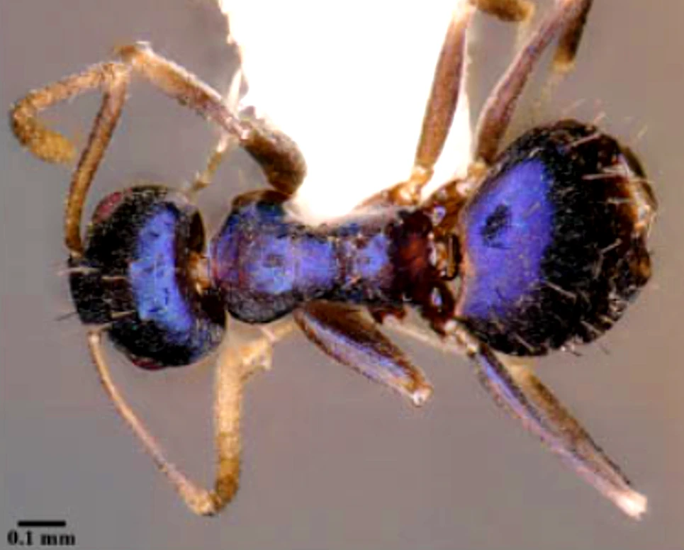 Độc lạ loài kiến xanh ánh kim lần đầu được tìm thấy ở Ấn Độ