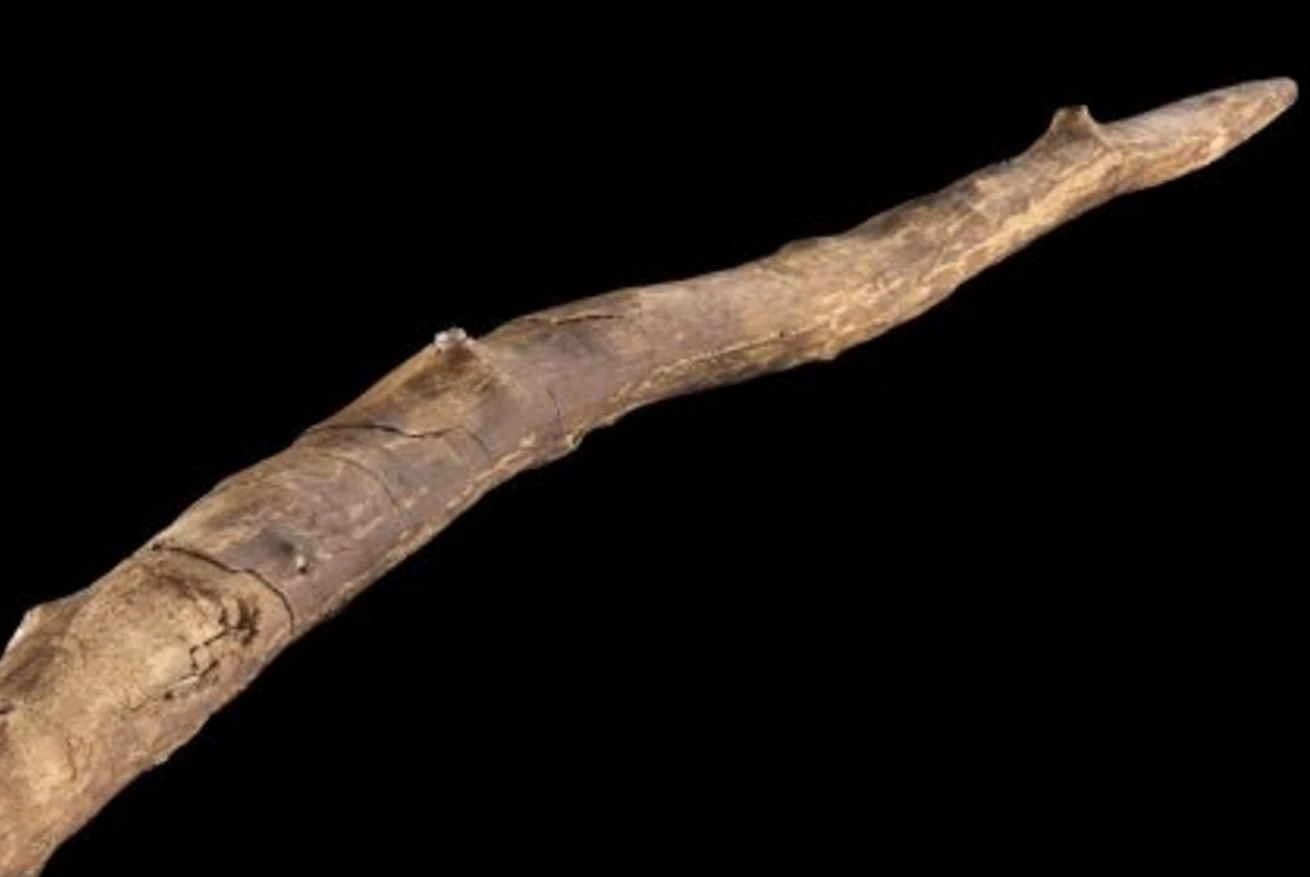 Vũ khí săn bắt 300.000 năm tuổi khiến giới khoa học sửng sốt