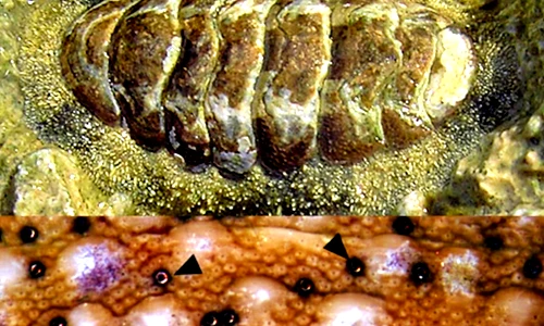 Loài sinh vật biển độc dị, mắt mọc chi chít khắp vỏ