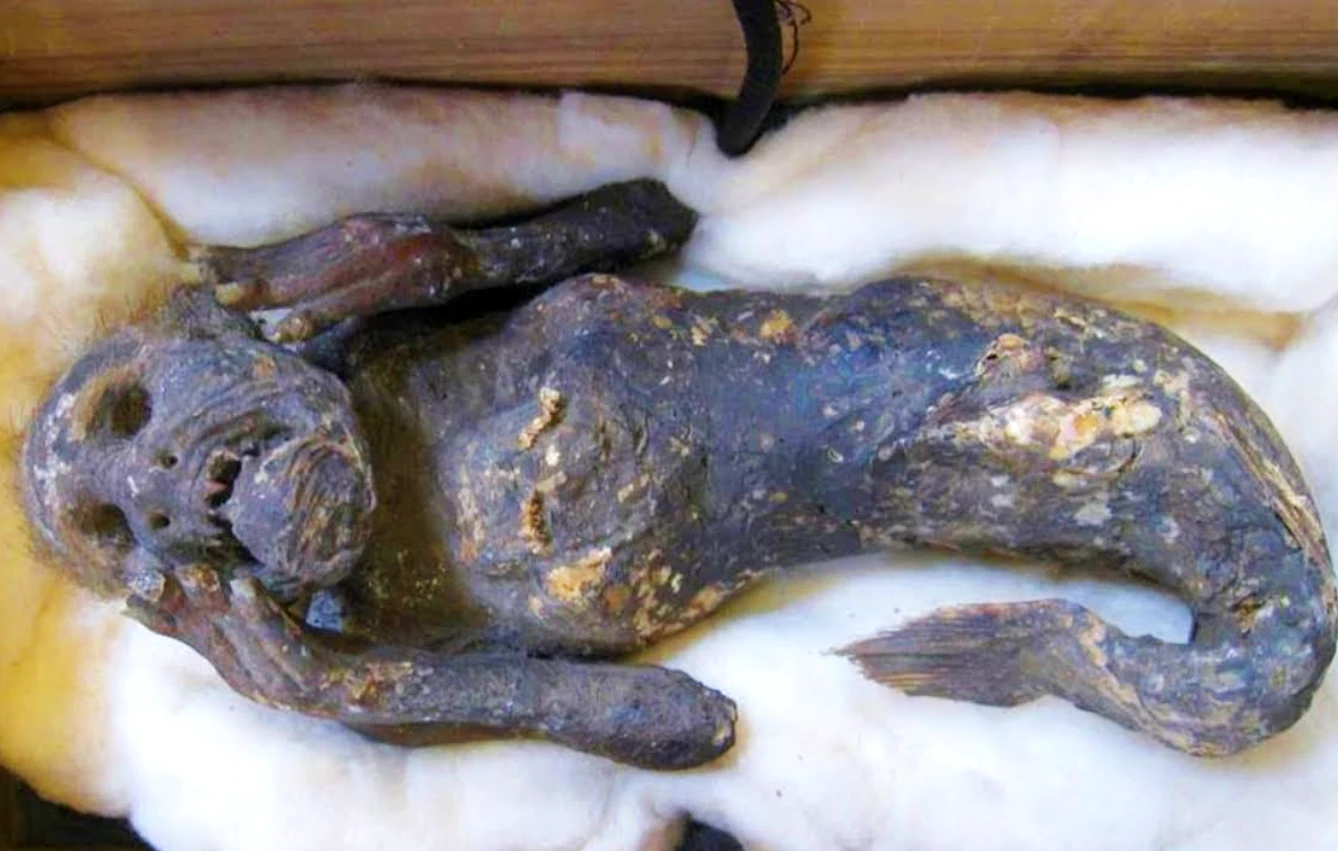 Xác ướp nàng tiên cá 300 năm tuổi có linh thiêng như lời đồn?