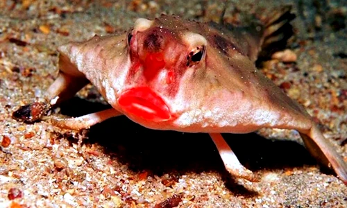 Cận cảnh loài cá cực lạ có môi đỏ chót, mặt cáu kỉnh dễ sợ