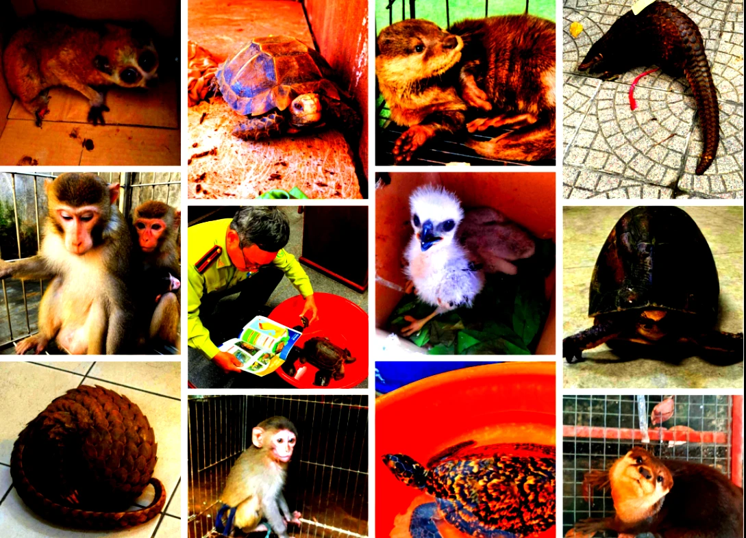 Chiến dịch Interpol chấn động, tóm hàng trăm kẻ buôn thú quý