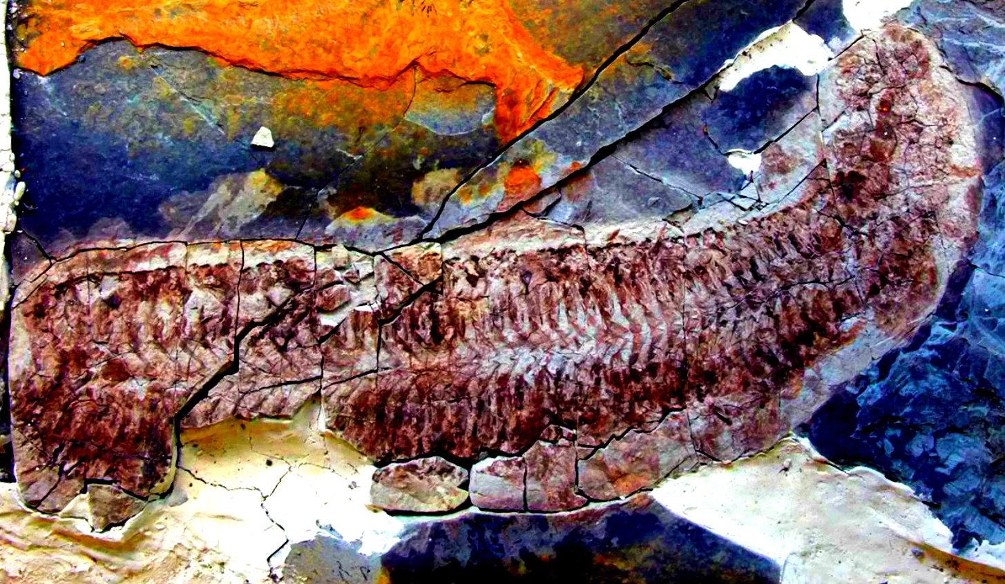 Tìm thấy hóa thạch 'quái vật' 444 triệu năm, lộ bí ẩn sốc