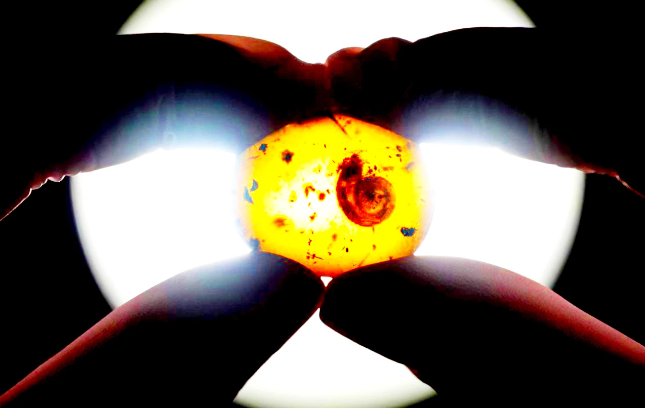 Phát hiện hổ phách ốc sên lông chấn động giới khoa học