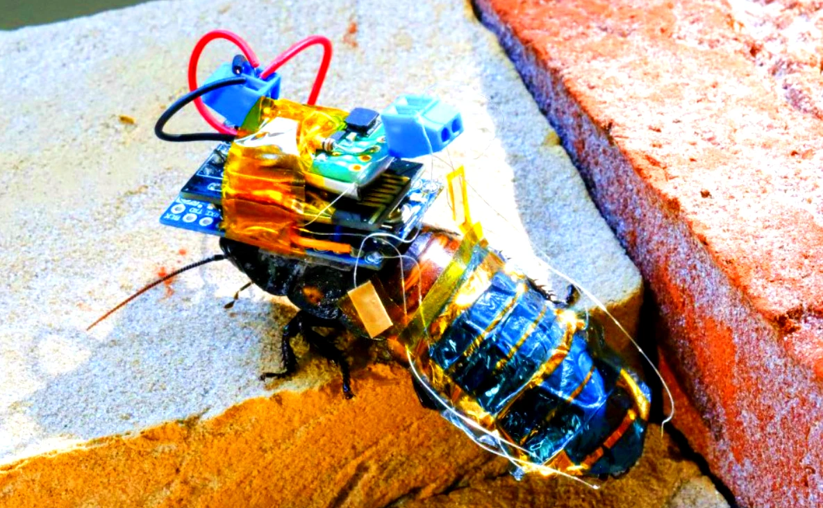 Gián có thể tiến hóa nhờ vào công nghệ robot sinh học