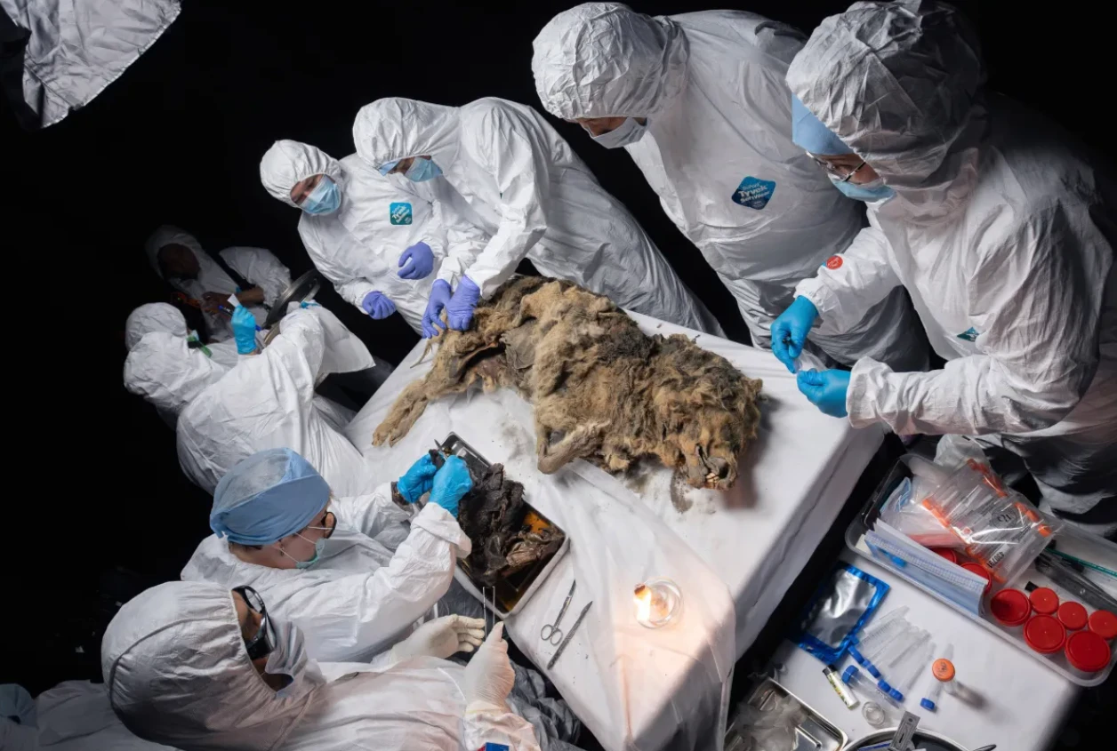 Thứ quái dị trong xác sói 44.000 năm tuổi bị đóng băng