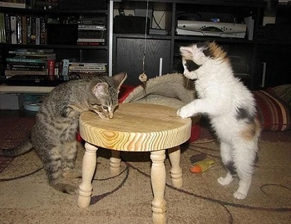 Chuyện cảm động về chú mèo đi bằng hai chân