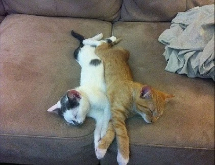 Tư thế nằm "bá đạo" của mèo