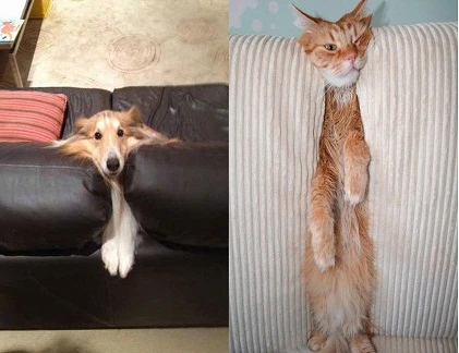 Những pha mắc kẹt hài hước của chó mèo (2)