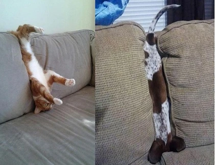 Cười té ghế với những pha mắc kẹt của chó mèo (1)