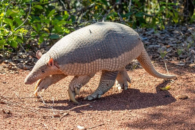 Kích thước khổng lồ hiếm thấy. Tatu khổng lồ có thể dài tới 1,5 mét và nặng hơn 50 kg, khiến nó trở thành loài tatu lớn nhất thế giới. Ảnh: Pinterest. Kích thước khổng lồ hiếm thấy. Tatu khổng lồ có thể dài tới 1,5 mét và nặng hơn 50 kg, khiến nó trở thành loài tatu lớn nhất thế giới. Ảnh: Pinterest.