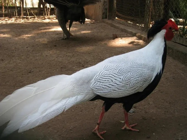 Gà lôi trắng. Nguồn: Nguyễn Thanh Quang (Wiki) Gà lôi trắng. Nguồn: Nguyễn Thanh Quang (Wiki)