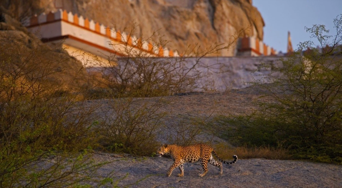 Chuyện lạ có thật nơi con người và báo hoa mai sống hòa hợp