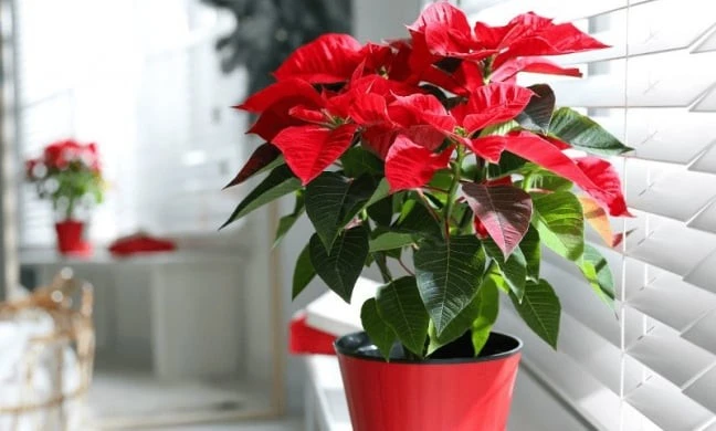 8 loài hoa hút lộc giữ tiền, nhà giàu thường trưng khắp nhà