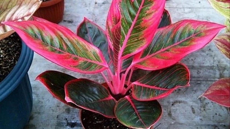 Trồng cây phong thủy chuẩn mệnh Hỏa, gia chủ phát tài cực mạnh