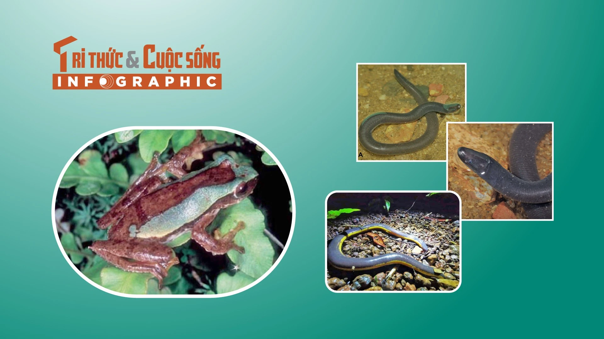 3 loài ếch lạ độc đáo chỉ có ở Việt Nam