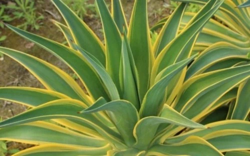 Bí quyết trồng 4 cây cảnh mạ vàng giúp tụ lộc, đổi vận giàu