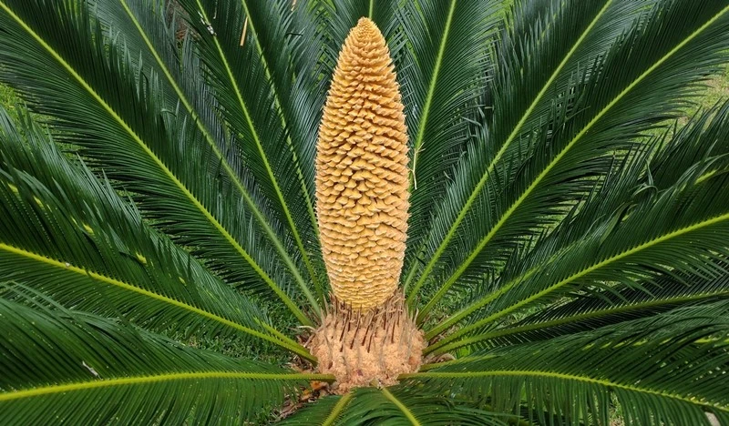 Nhà có 7 loại cây nở hoa, gia chủ tiền tụ như mây kéo!