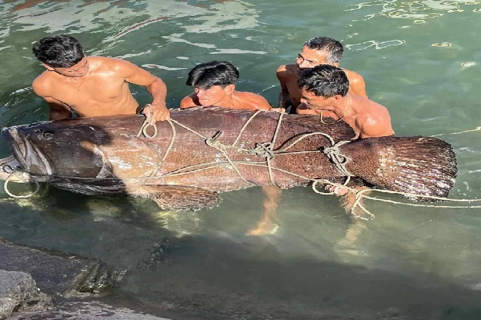 Sửng sốt ngư dân tóm gọn cá mú khủng nặng 150 kg