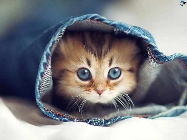 Danh sách 3 con giáp mang 'lộc về cho cả nhà' năm 2026