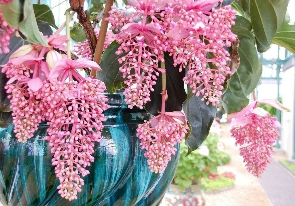 3 cây cảnh đẹp không cần chăm vẫn thu hút tài lộc