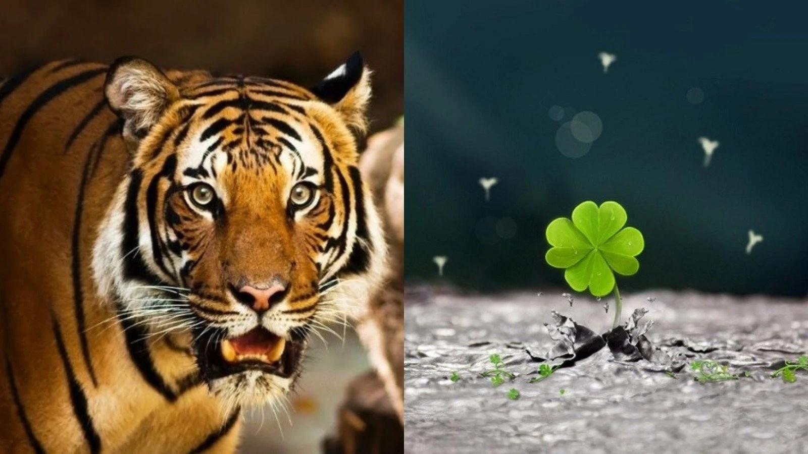 Gột sạch vận xui, 3 con giáp đổi đời ngoạn mục 3 tháng tới