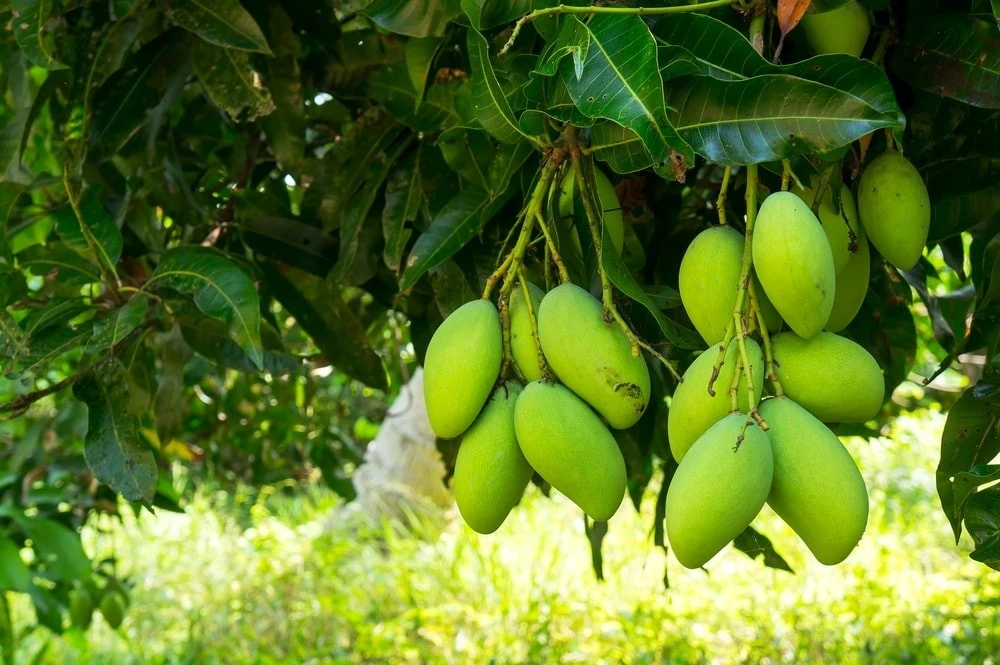 4 cây tụ lộc Trời ban, càng trồng càng phát tài, chặt dễ nghèo