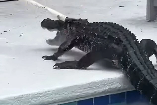 Kinh hoàng cá sấu khổng lồ phản kháng dữ dội khi bị bắt