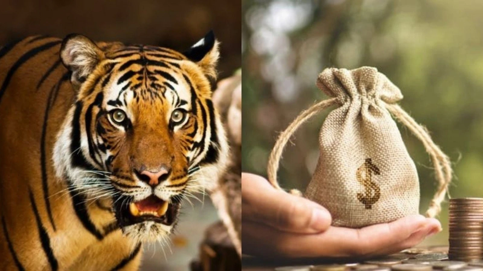 50 ngày cuối năm, 3 con giáp trúng vận vàng, Thần Tài gọi tên