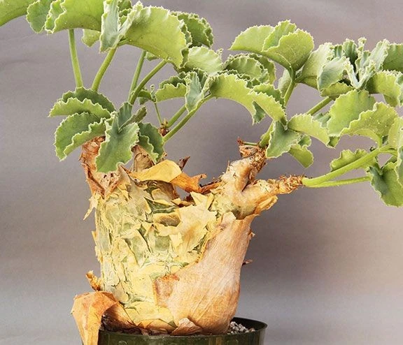 Cây cảnh nho Angola hiếm, xấu xí mà đắt ngang xe sang