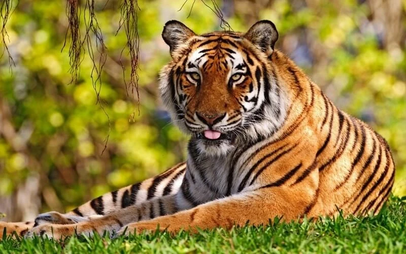 7 ngày tới, 3 con giáp thảm vàng bén gót, sự nghiệp thăng hoa rực rỡ