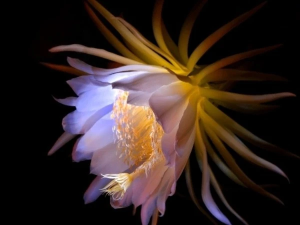 Phật Bà độ mệnh, 3 con giáp hỷ sự ập vào nhà 5 ngày tới 