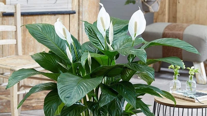 Cây phong thủy giúp con cháu đỗ đạt, tài khí vượng trong nhà