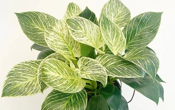 2 cây cảnh tưởng bình thường hóa ra là 'thần giữ lộc' trong nhà