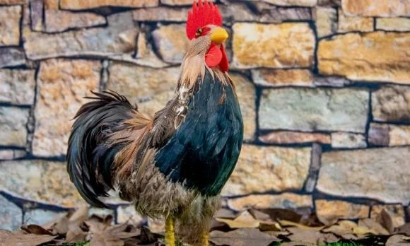 Giữa tháng 6, 3 con giáp trúng số đổi đời, ai độc đắc?