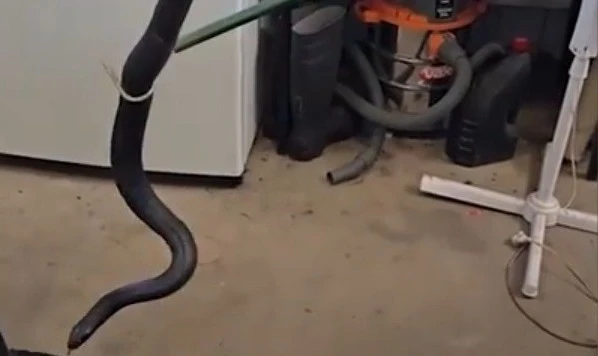 Bắt sống "quái vật" rắn đen bụng đỏ khổng lồ trong nhà kho