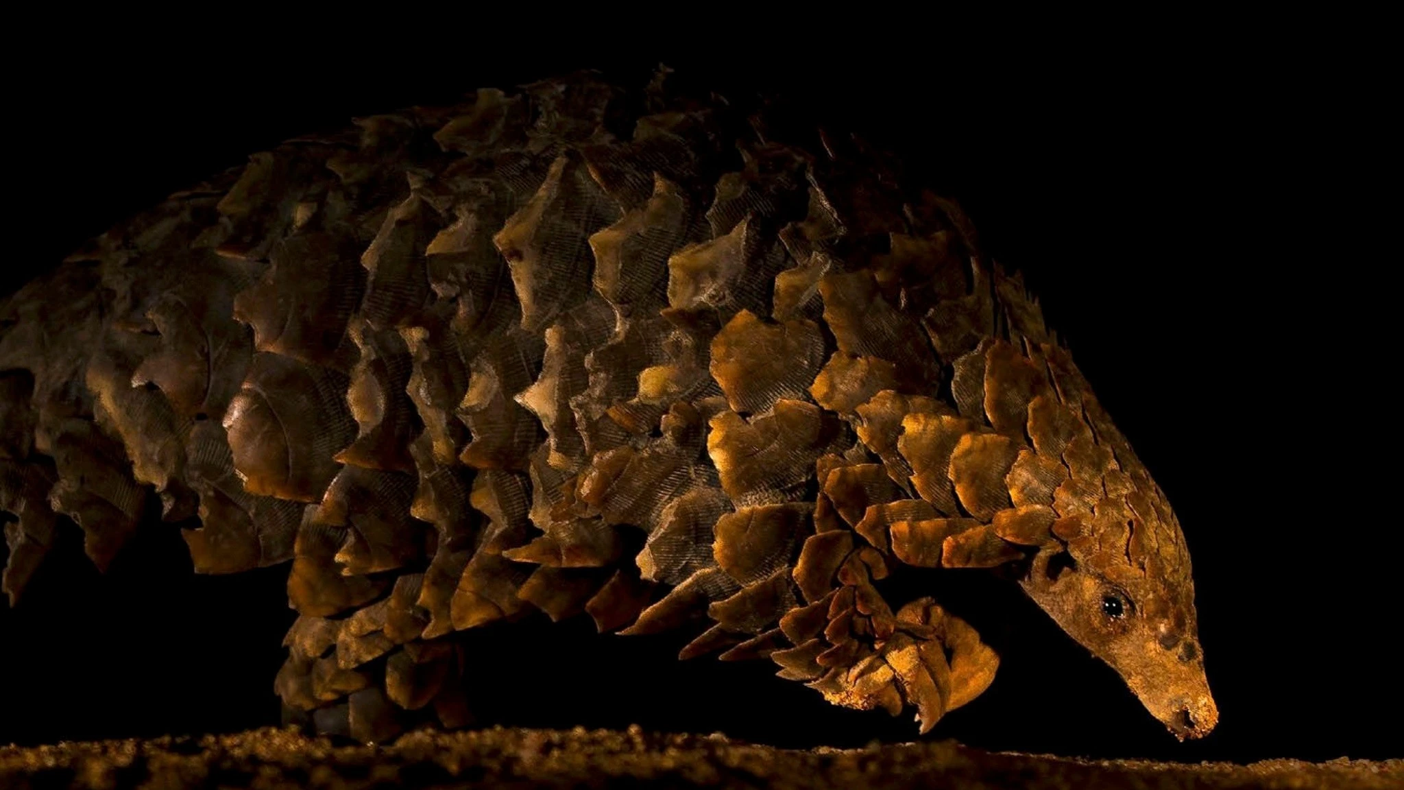 20 bức ảnh động vật hoang dã đẹp nhất khiến thế giới lặng đi