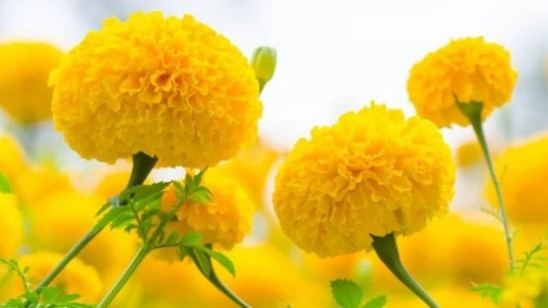 5 loại hoa tuyệt đối không cắm bàn thờ kẻo rước họa, mất lộc