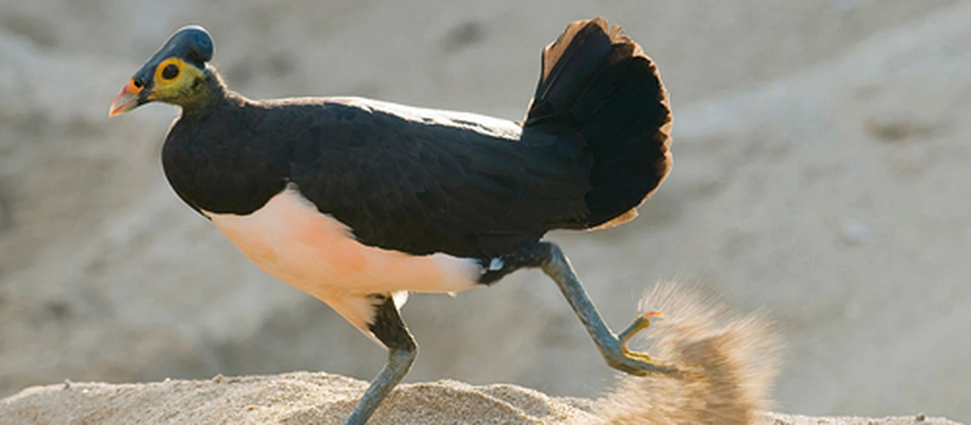 Sửng sốt trước loài chim hiếm bậc nhất, chào đời lập tức biết bay