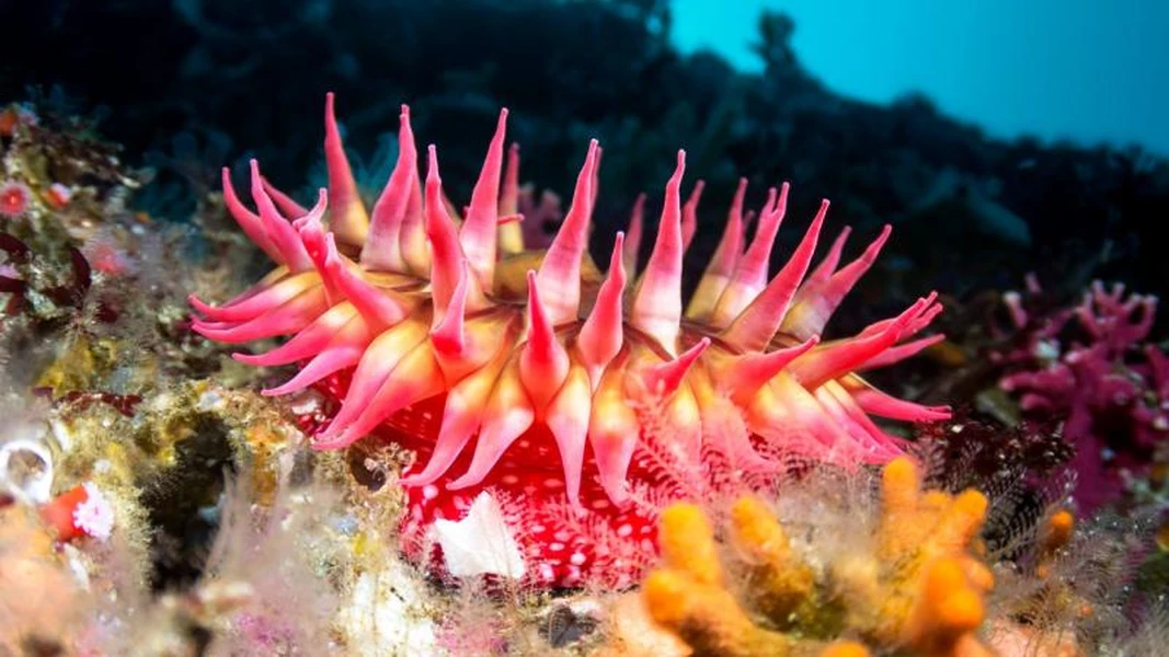 Sinh vật biển tưởng hiền lành hóa ra kẻ săn mồi máu lạnh